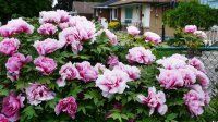 August-paeonia (700x393, 88Kb)