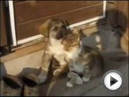 Смотреть это видео на сайте YouTube
